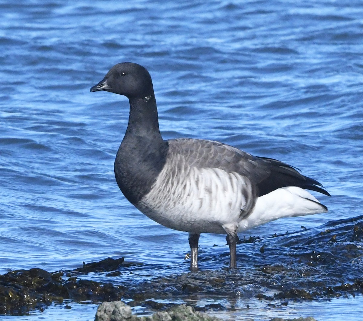 Brant - ML645347073