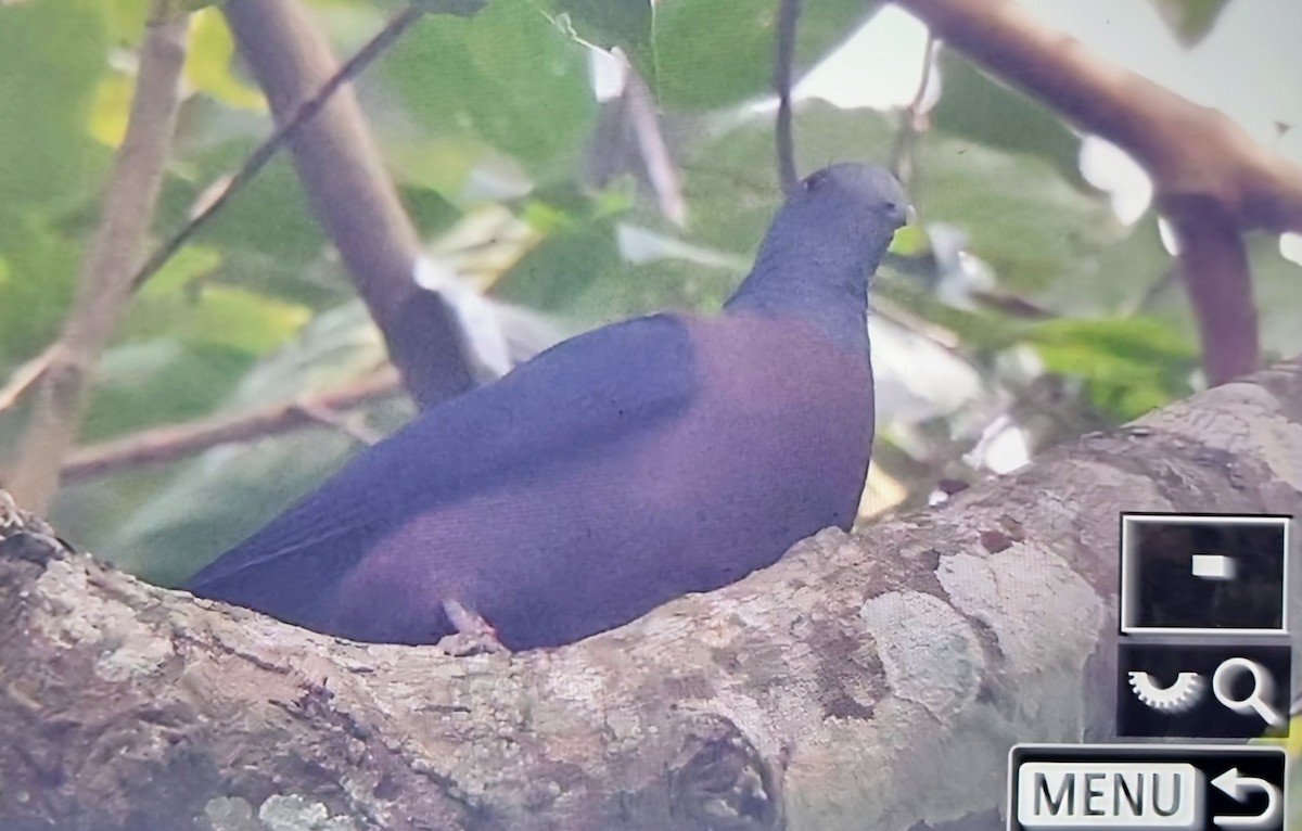 Western Bronze-naped Pigeon - ML645347076