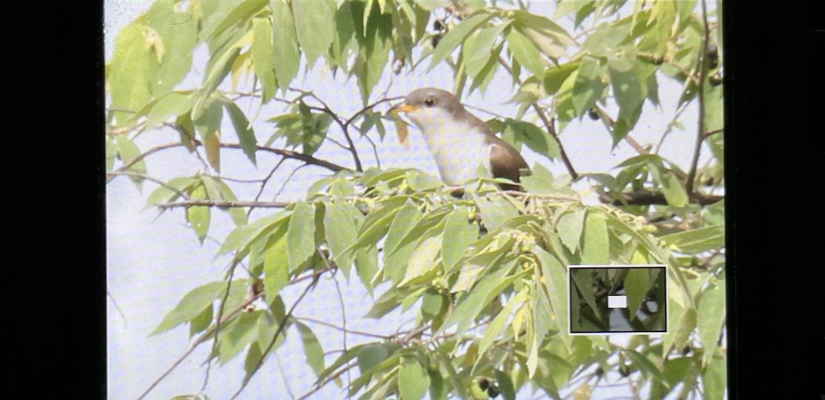 Желтоклювая пиайя - ML645347077