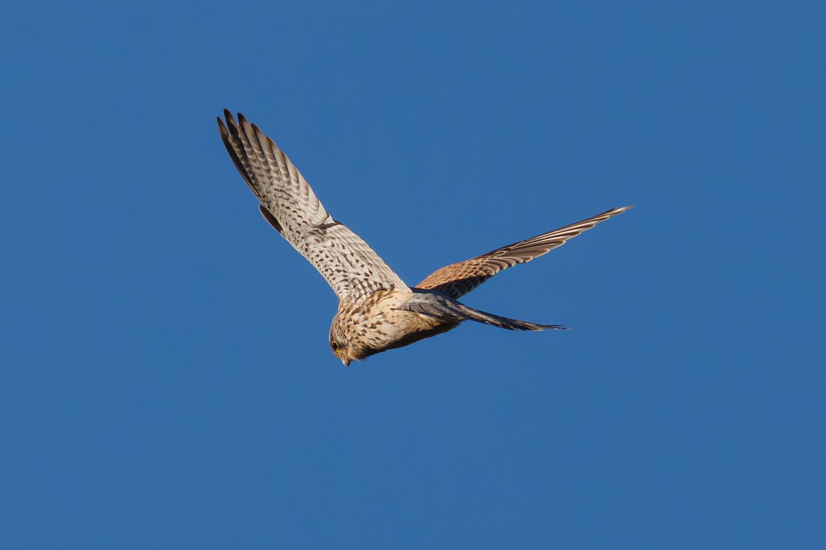 Eurasian Kestrel - ML645347081