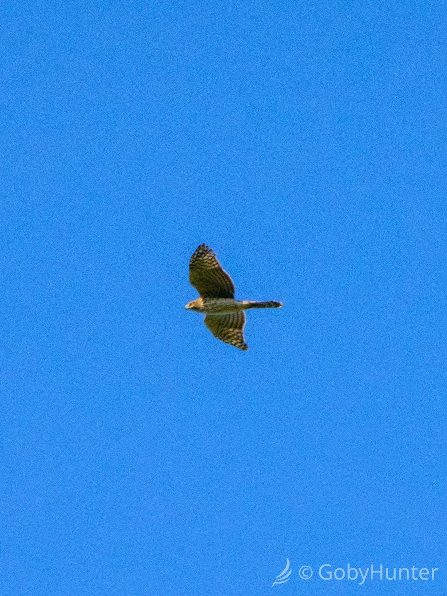 Cooper's Hawk - ML645347082