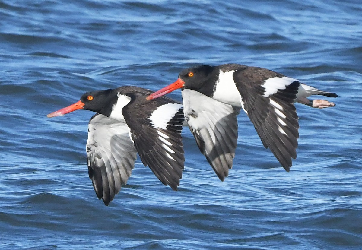 American Oystercatcher - ML645347094