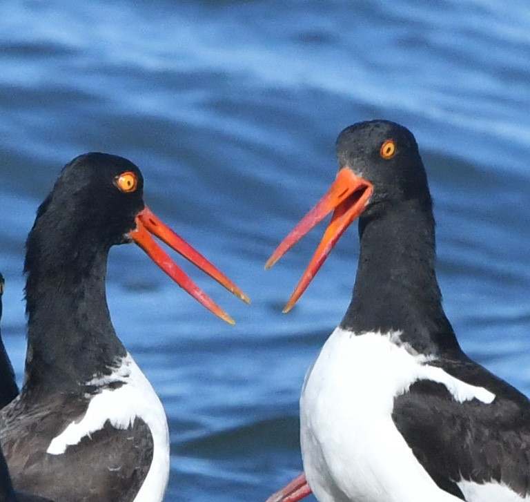 American Oystercatcher - ML645347095