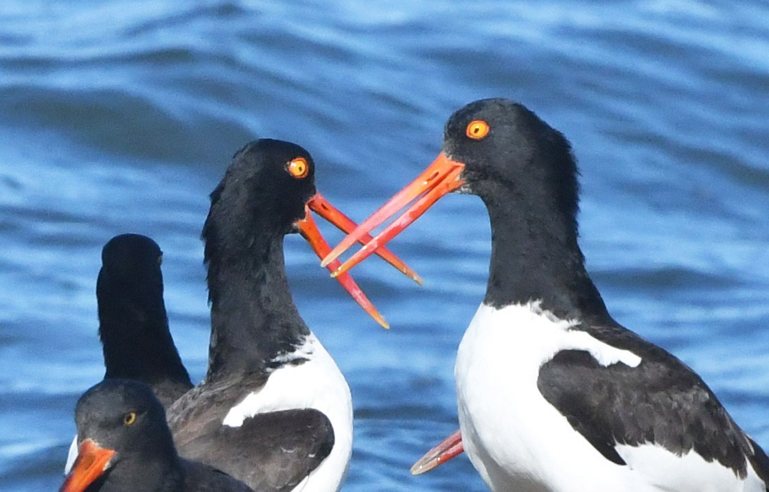American Oystercatcher - ML645347096