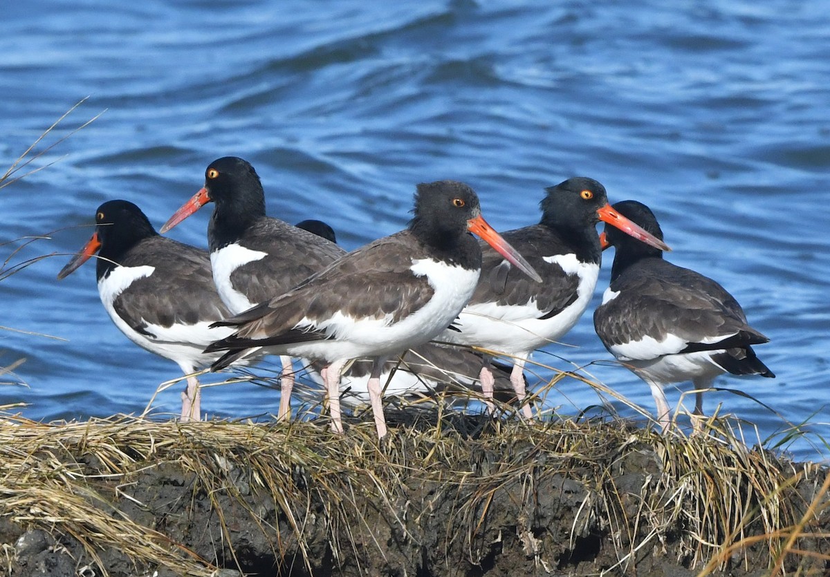 American Oystercatcher - ML645347097
