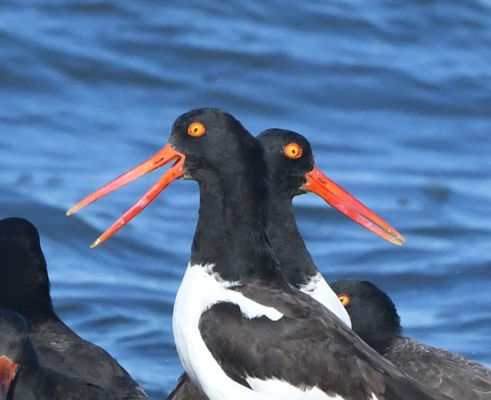 American Oystercatcher - ML645347098