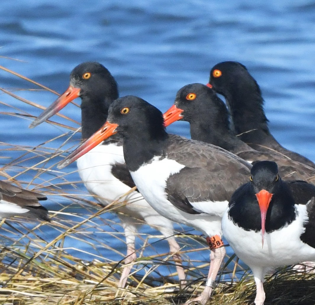 American Oystercatcher - ML645347099