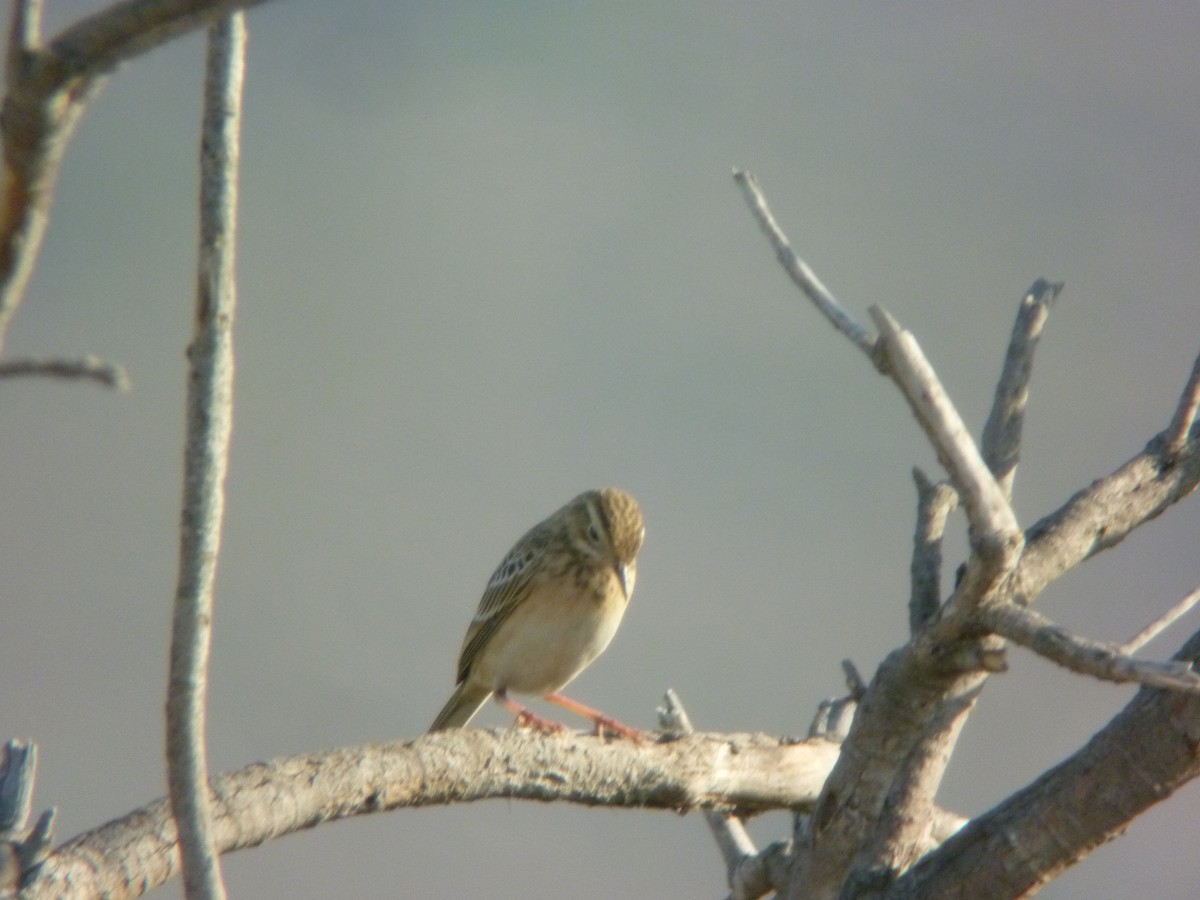 Richard's Pipit - ML645347101