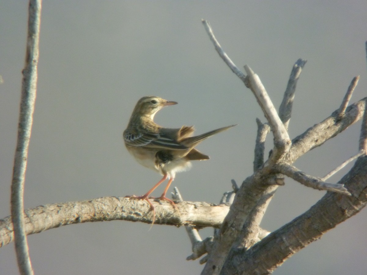 Richard's Pipit - ML645347102