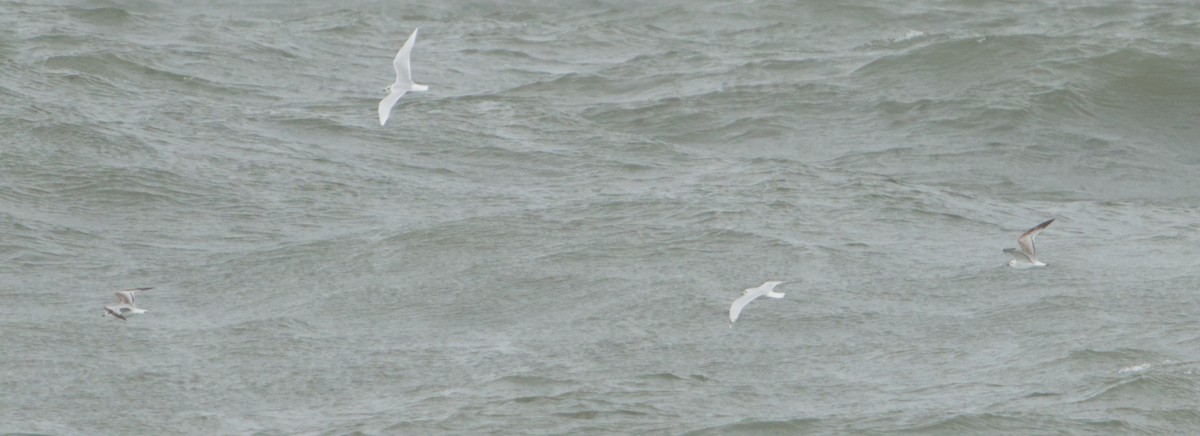 Mediterranean Gull - ML645347109