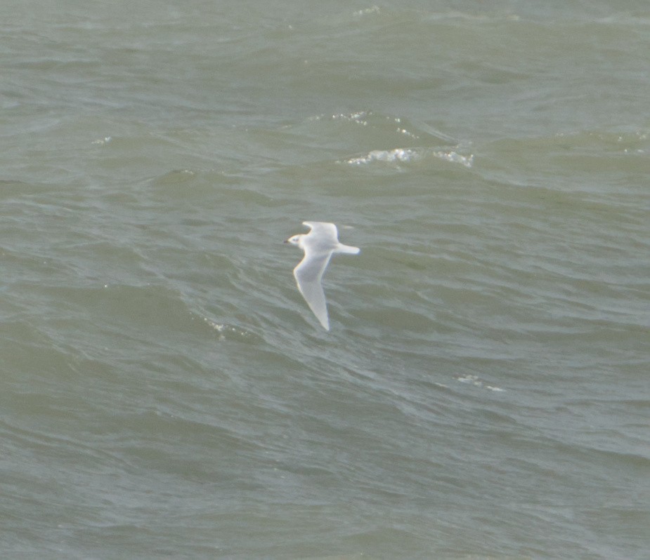 Mediterranean Gull - ML645347110