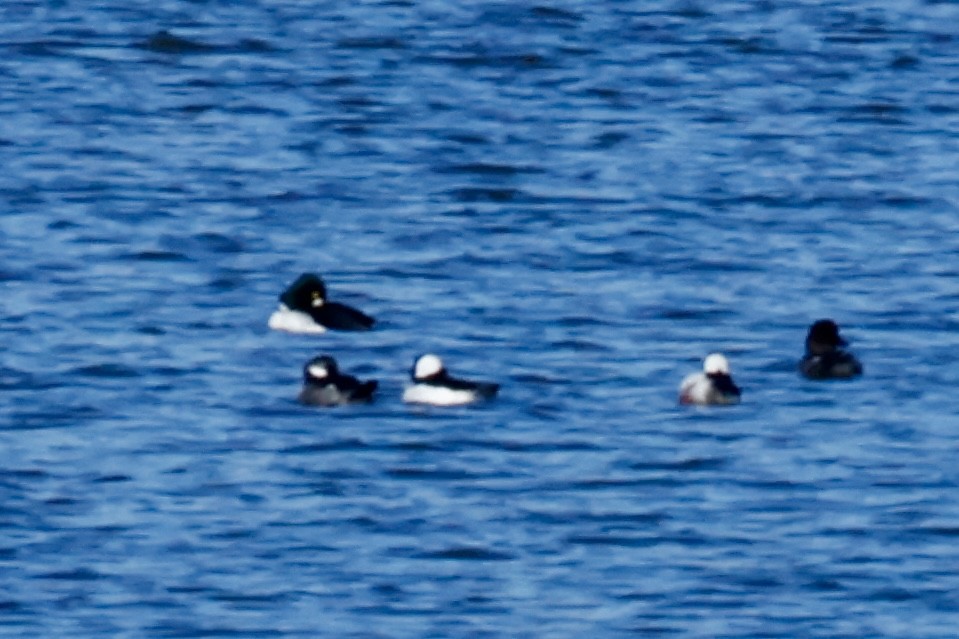 Bufflehead - ML645347120