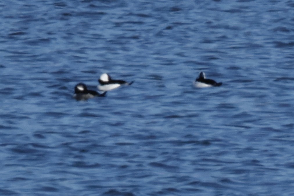 Bufflehead - ML645347121