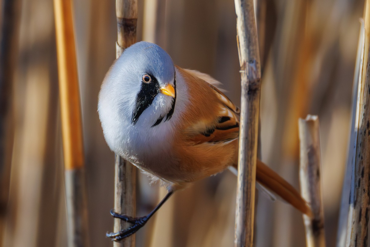 Bearded Reedling - ML645347122