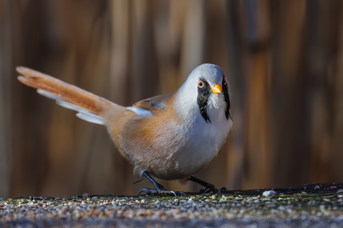Bearded Reedling - ML645347123