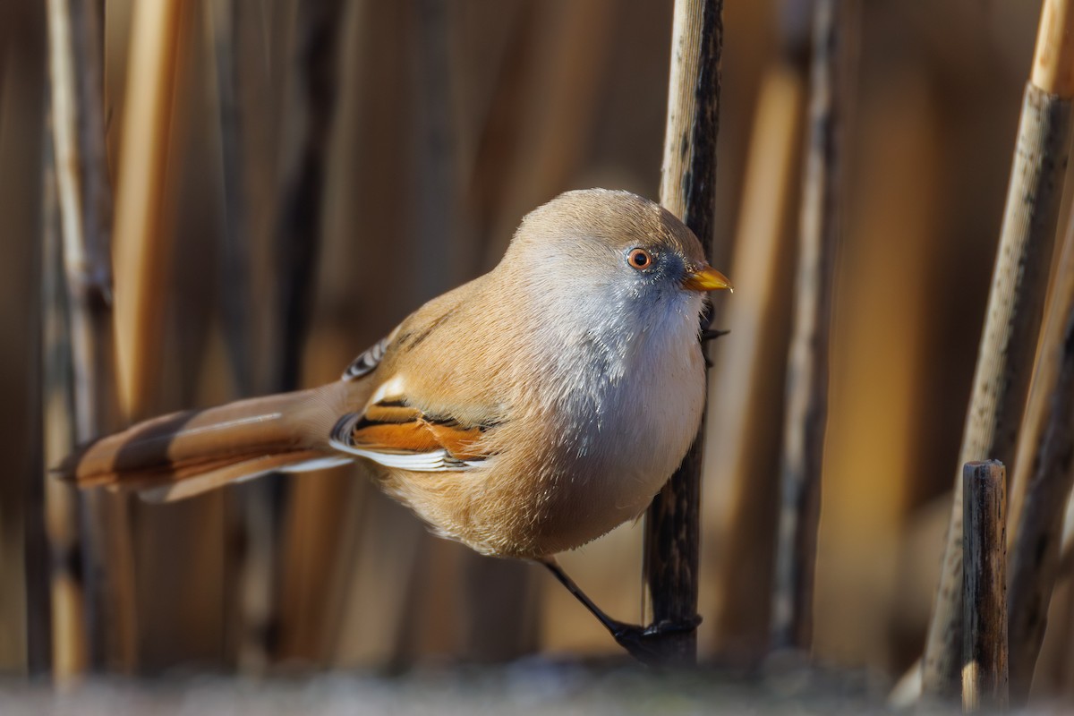 Bearded Reedling - ML645347124