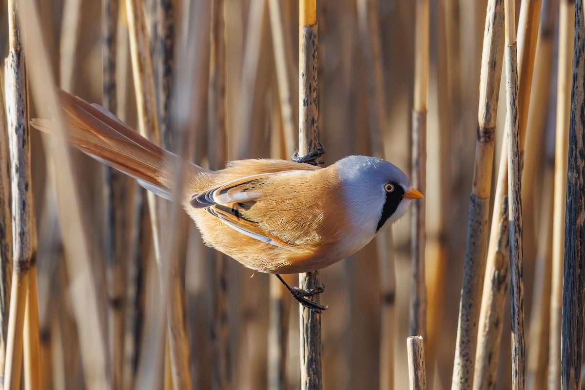 Bearded Reedling - ML645347125