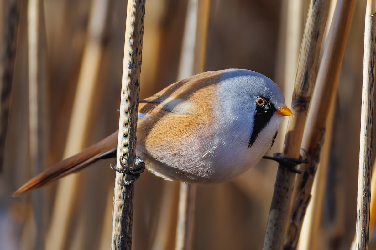 Bearded Reedling - ML645347126