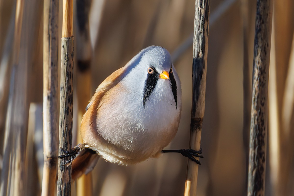 Bearded Reedling - ML645347127