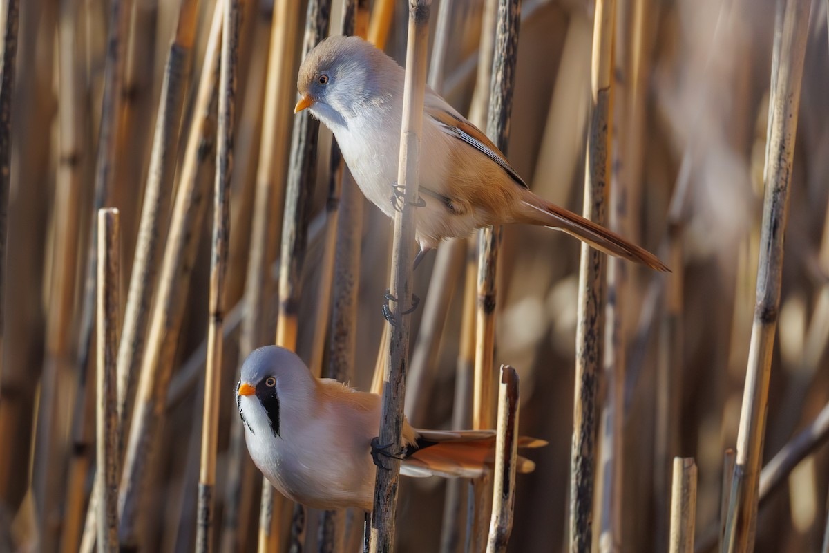 Bearded Reedling - ML645347128