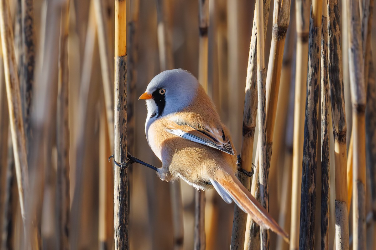 Bearded Reedling - ML645347129