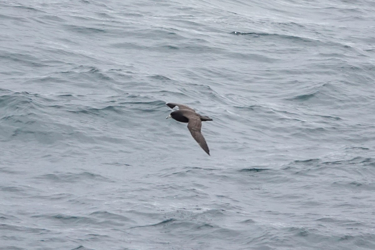 White-chinned Petrel - ML645347130