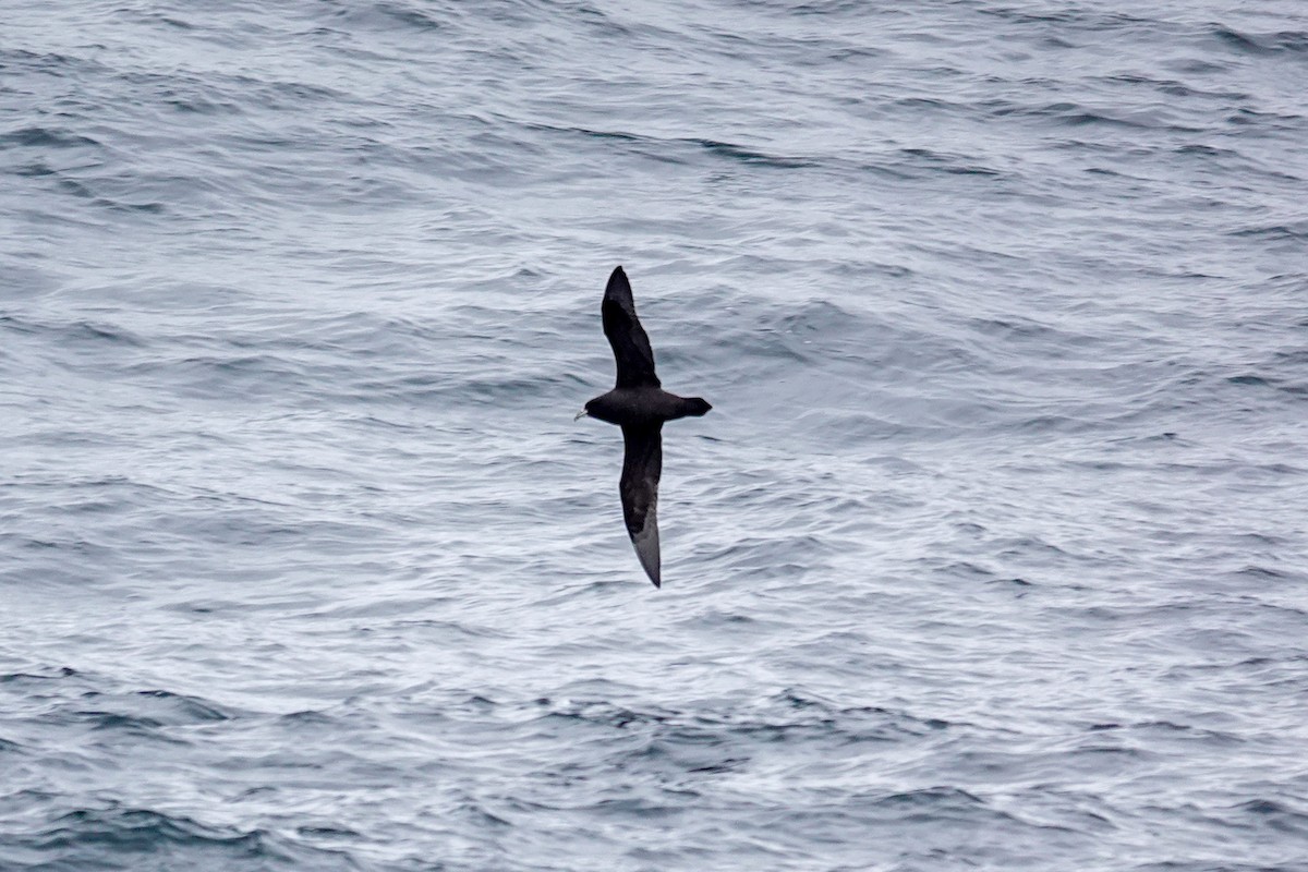 White-chinned Petrel - ML645347131