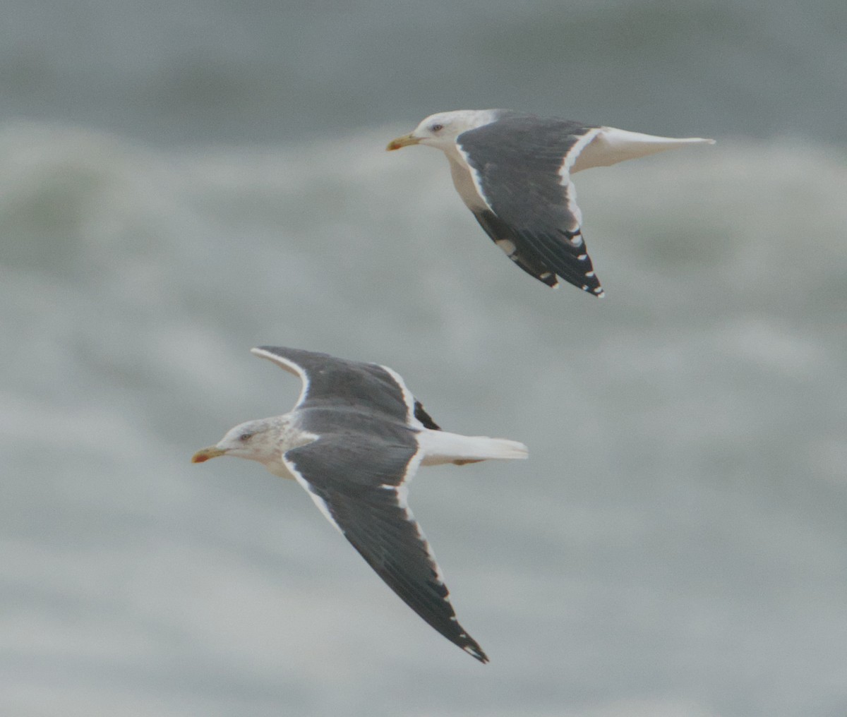 Lesser Black-backed Gull - ML645347133