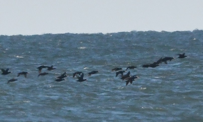 Surf Scoter - ML645347141