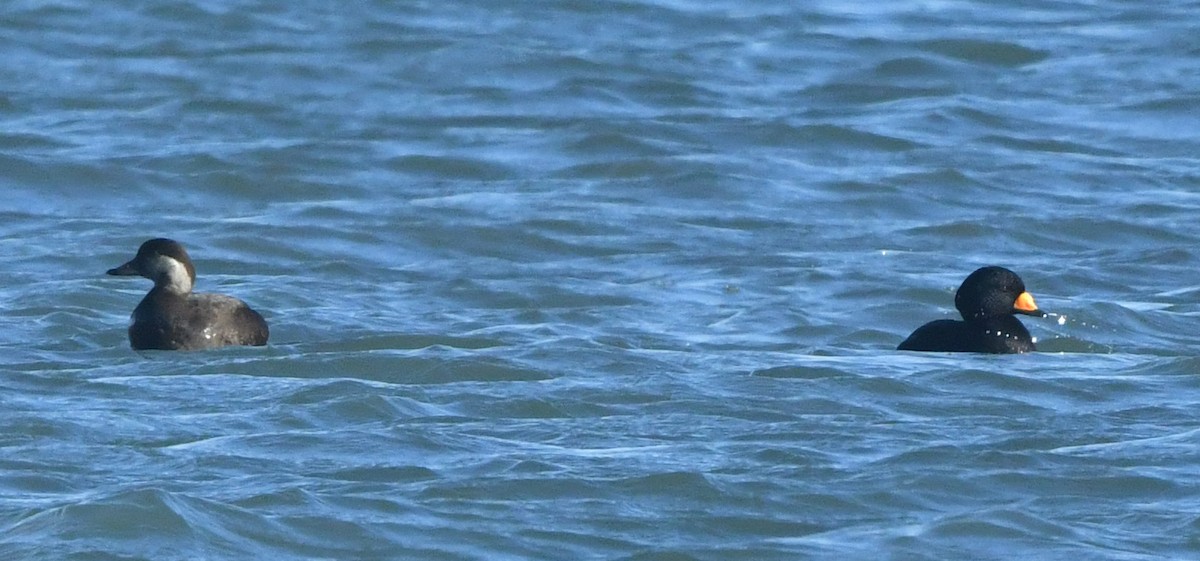 クロガモ - ML645347142