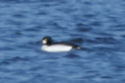 Common Goldeneye - ML645347149