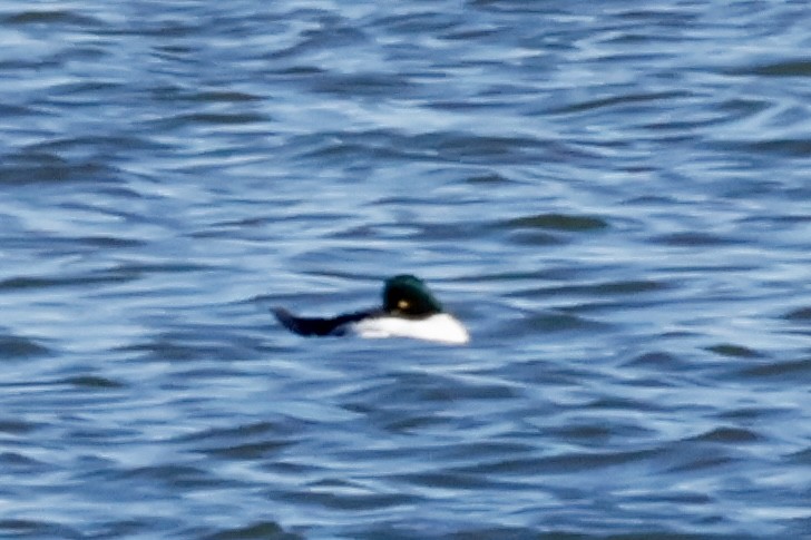 Common Goldeneye - ML645347150