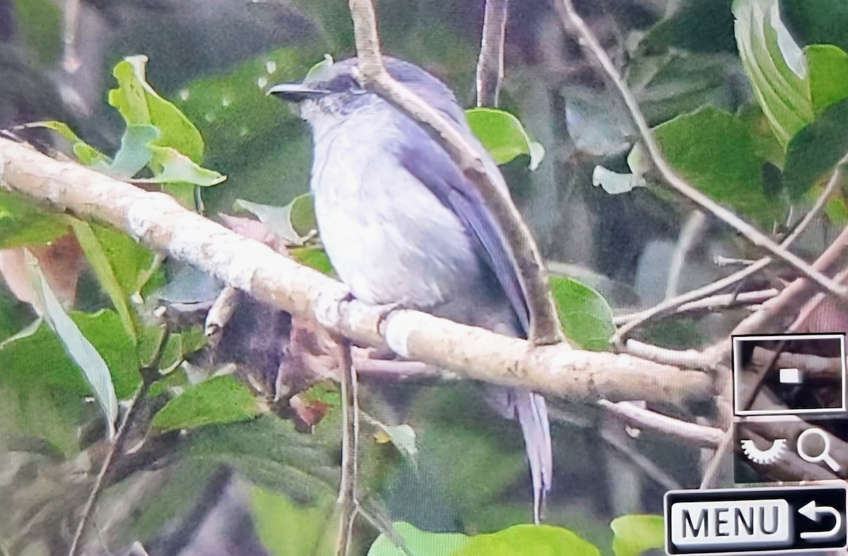 Tessmann's Flycatcher - ML645347151