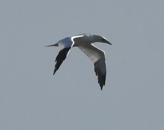 Northern Gannet - ML645347152