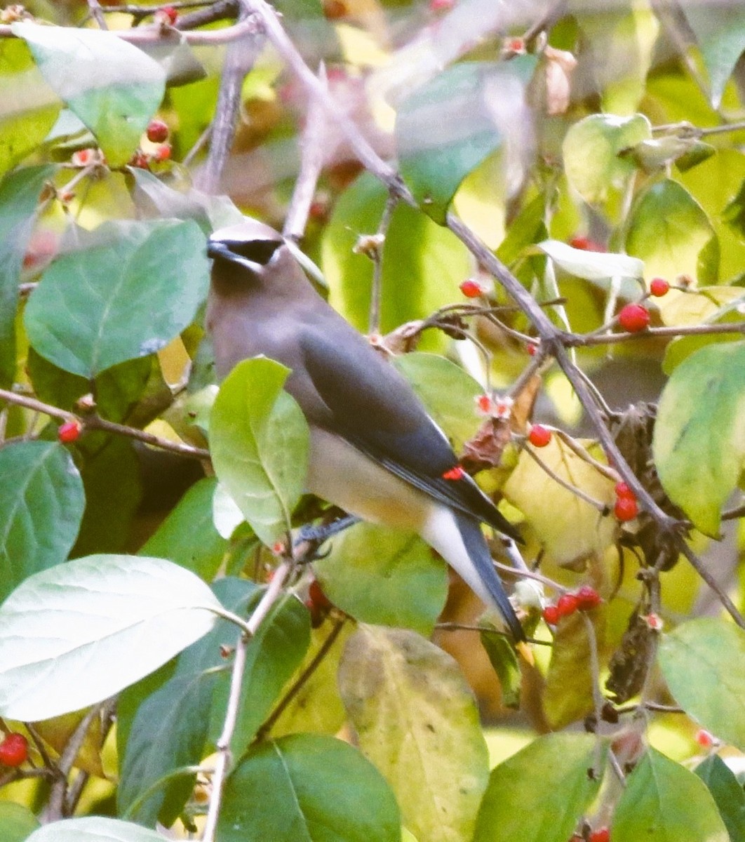 Cedar Waxwing - ML645347153