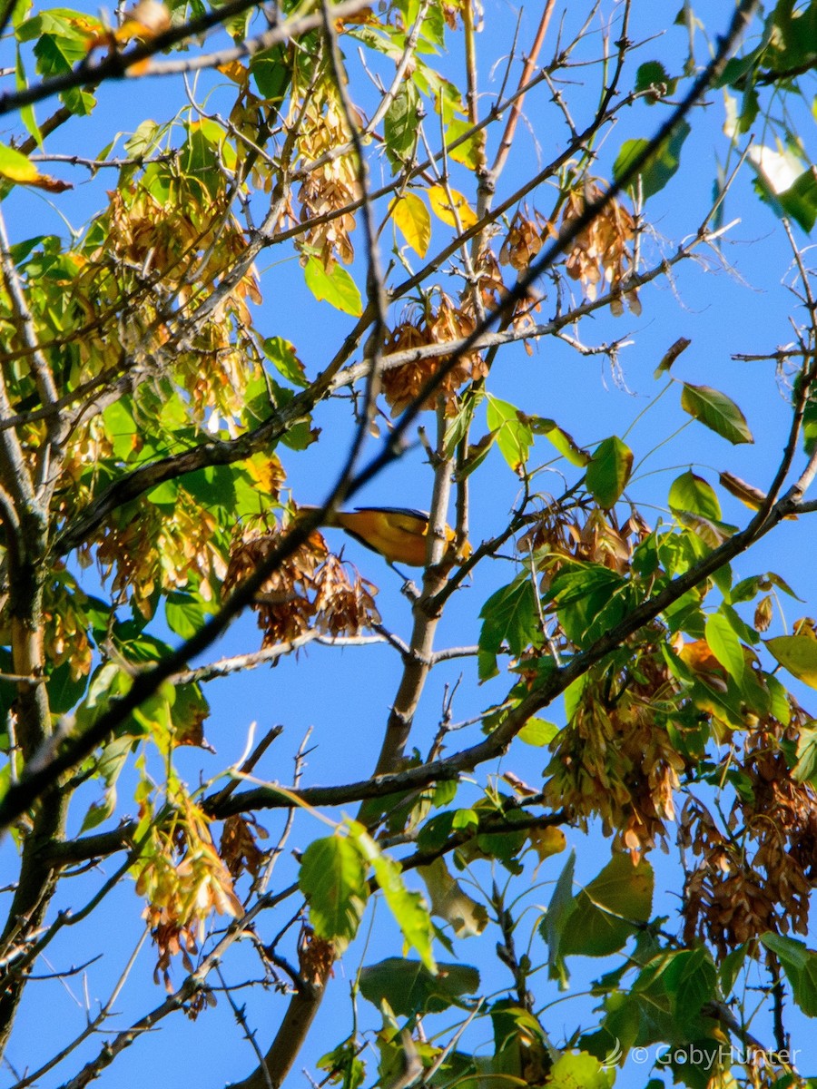 Балтиморский трупиал - ML645347163