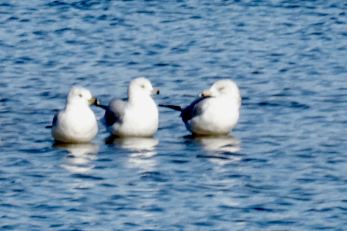 Ring-billed Gull - ML645347164