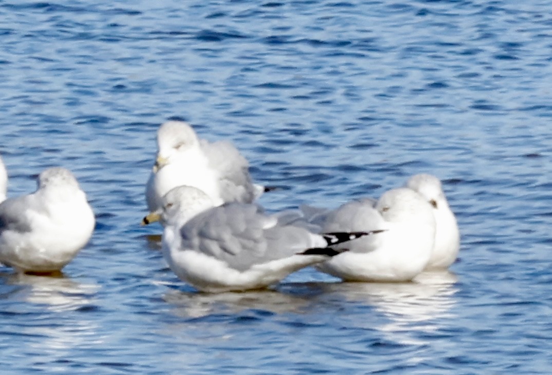 Ring-billed Gull - ML645347165