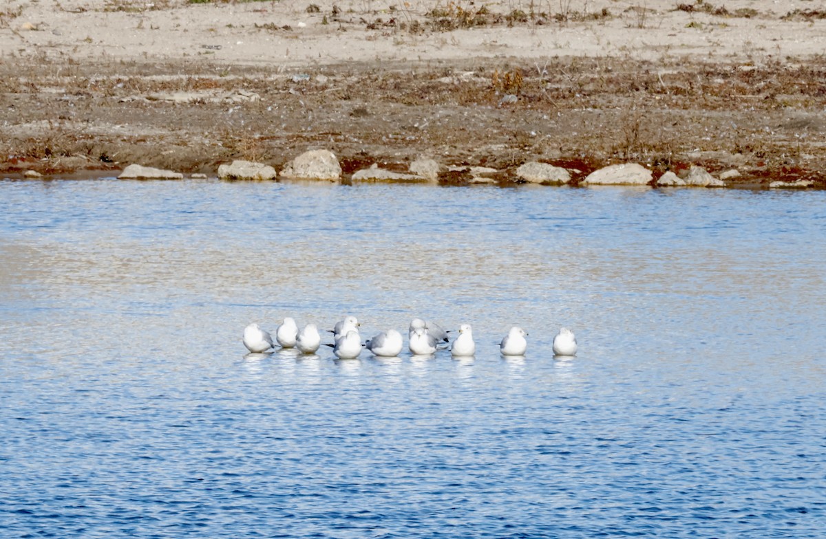 Ring-billed Gull - ML645347166