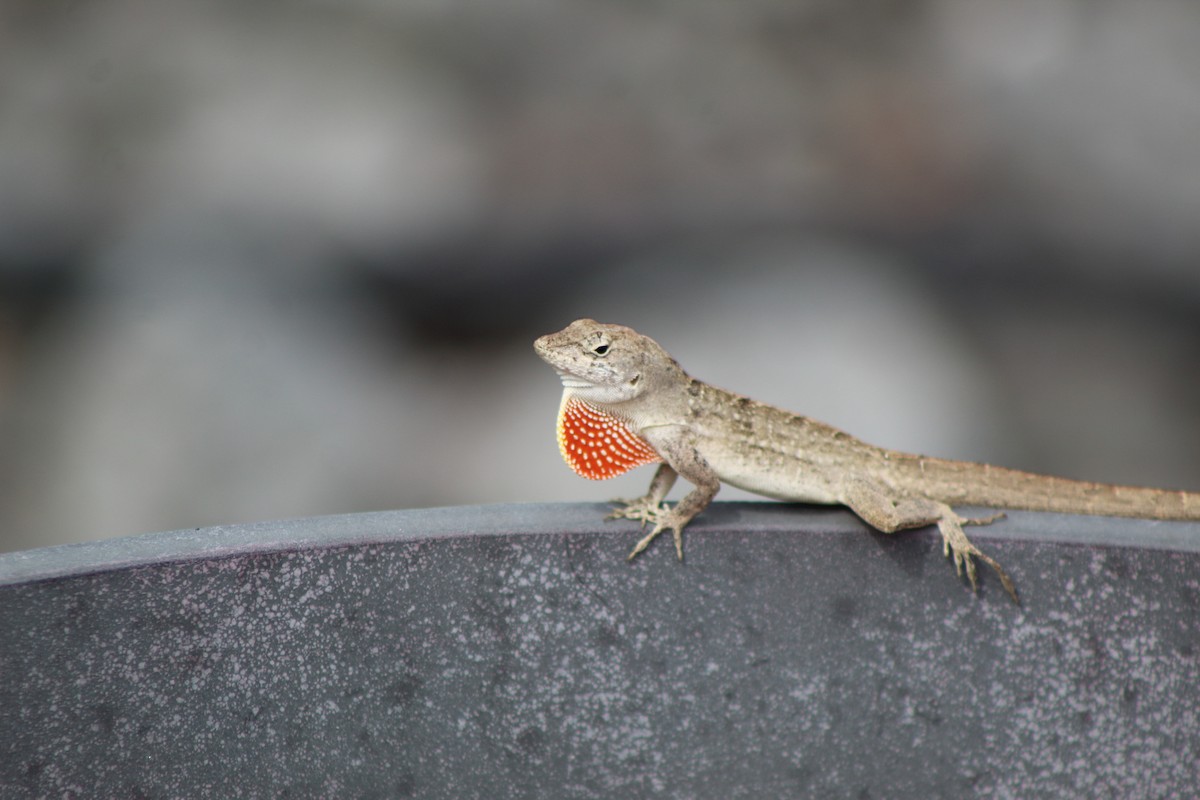 Brown Anole - ML645347179