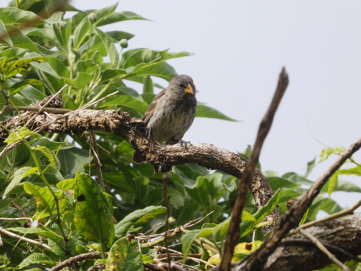 Small Tree-Finch - ML645347188