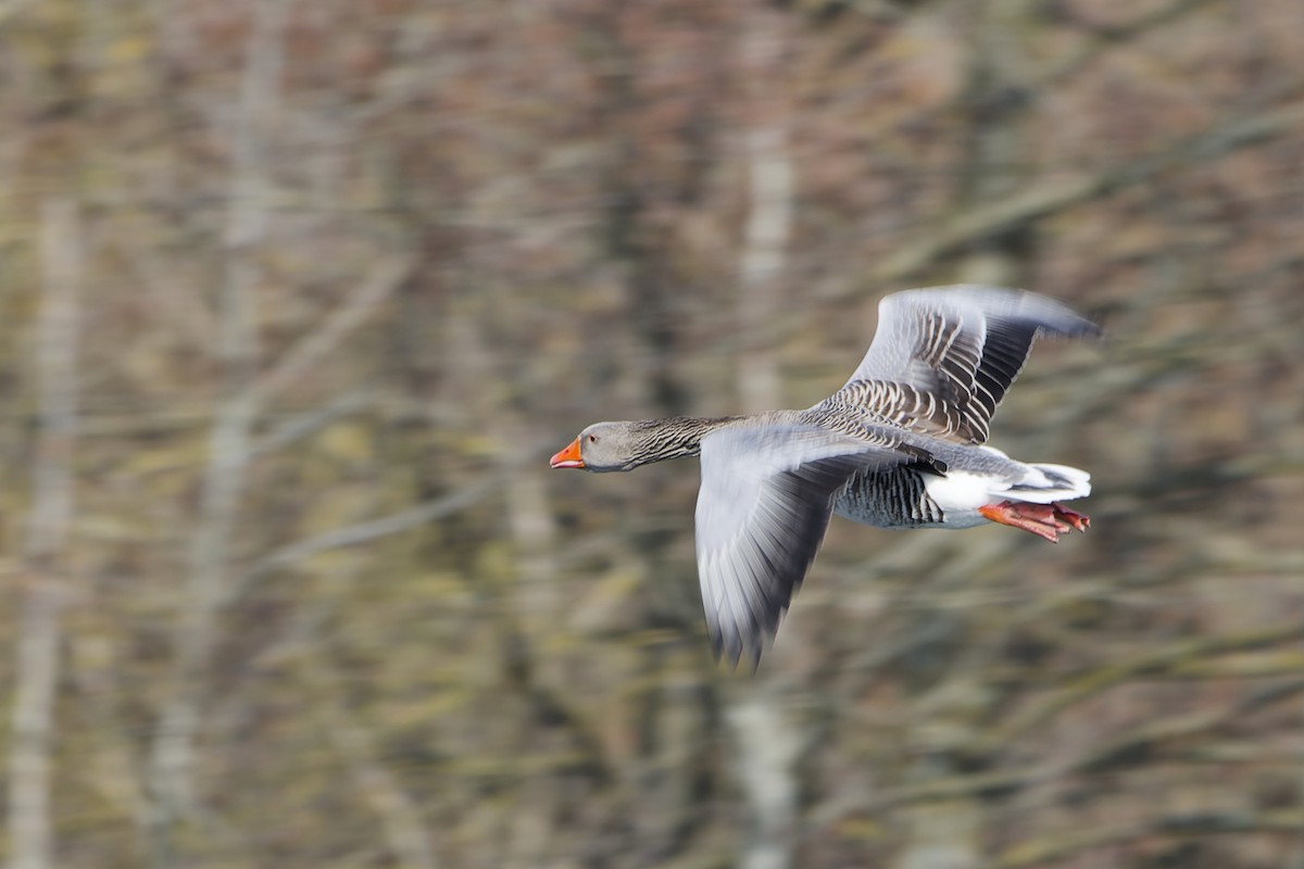 灰雁 - ML645347190