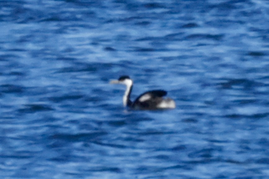 Western Grebe - ML645347191