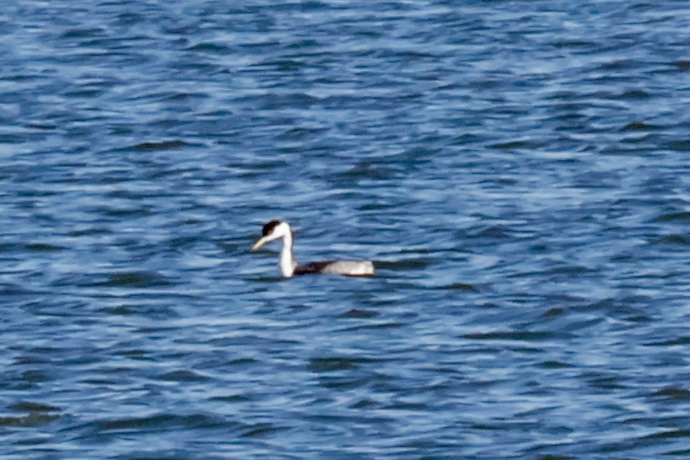 Western Grebe - ML645347192