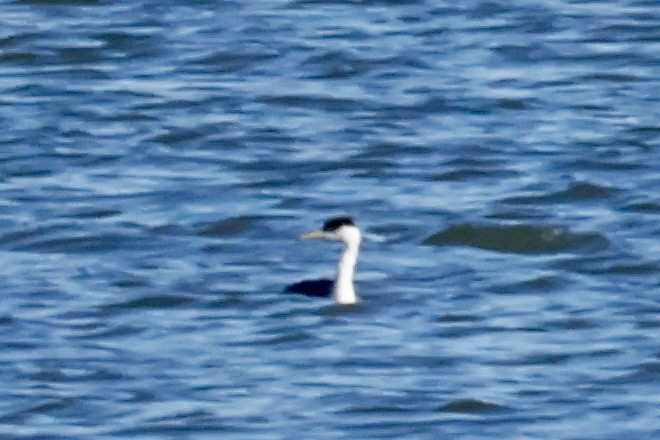 Western Grebe - ML645347193