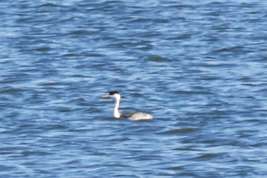 Western Grebe - ML645347194
