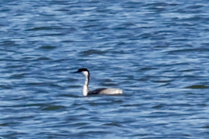 Western Grebe - ML645347195
