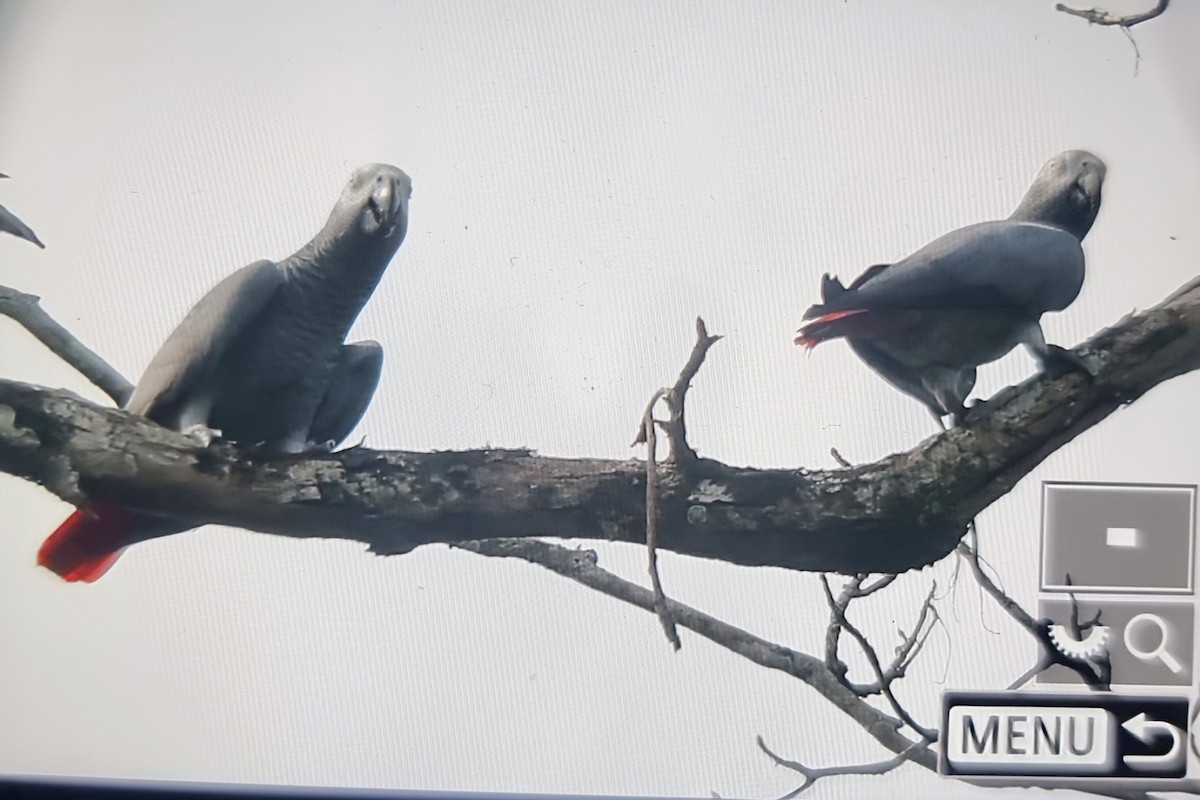 灰鸚鵡(erithacus) - ML645347199