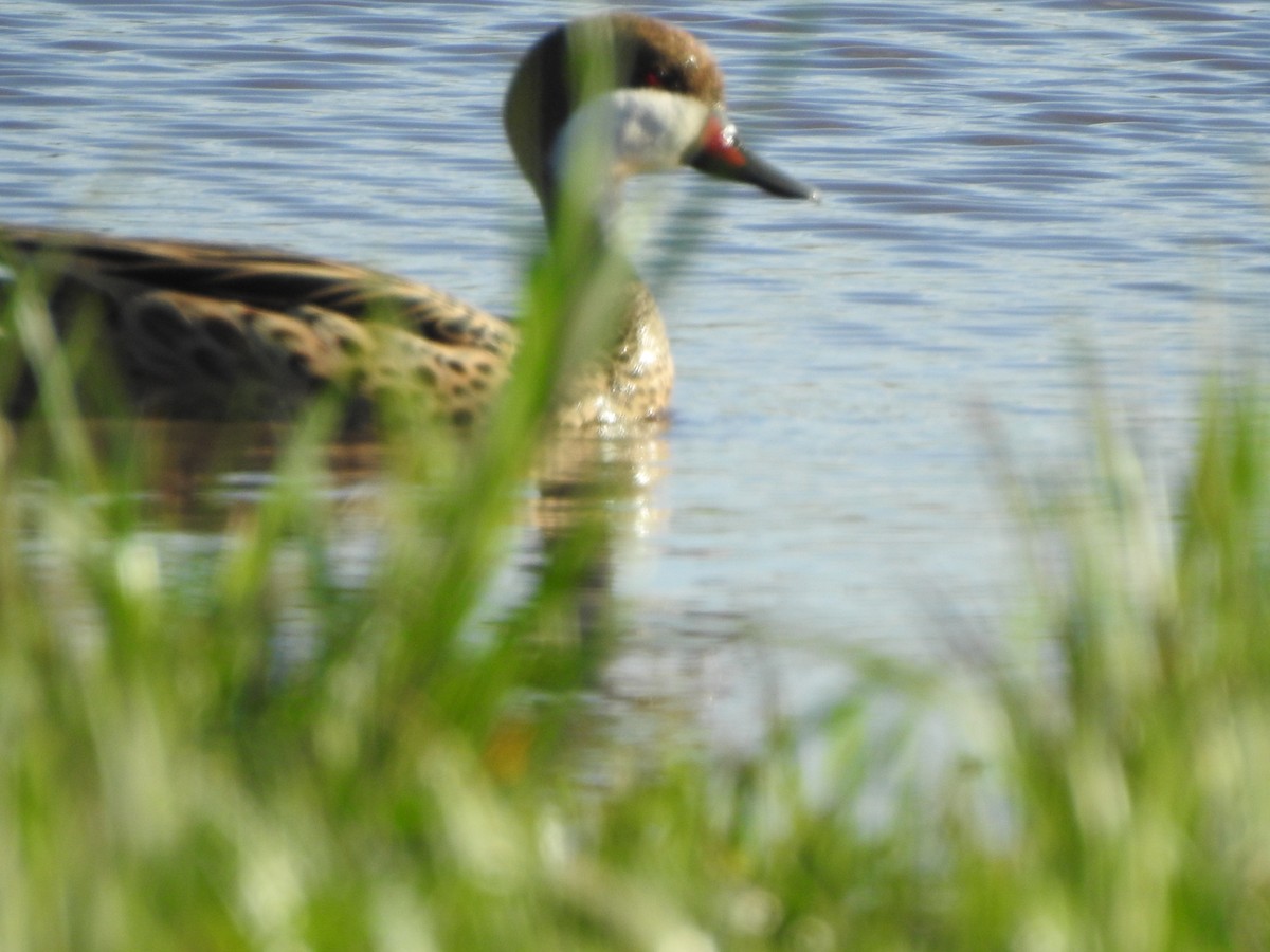 Bahamaente - ML645347205