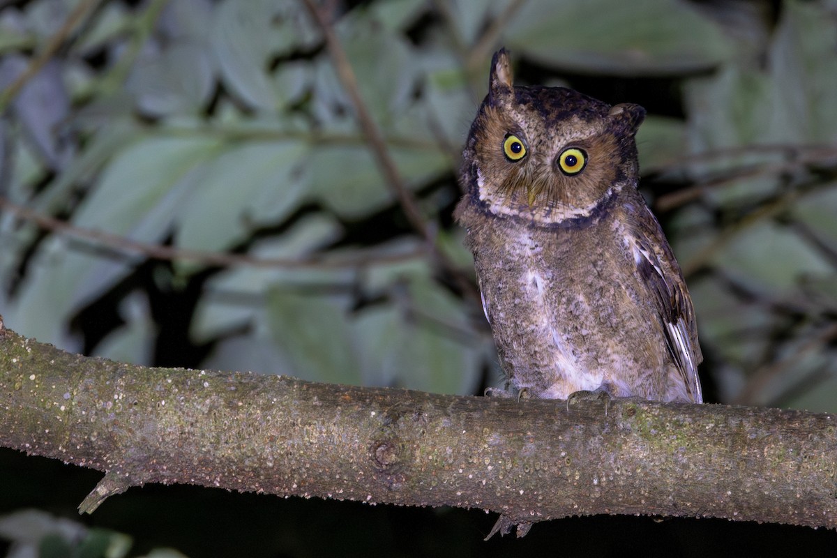 Пятнистая сплюшка - ML645347206